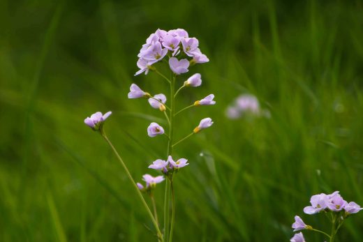 Hintergrundbild Blassrosa Schöhnheit