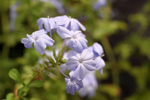 Hintergrundbild Blaue Blume
