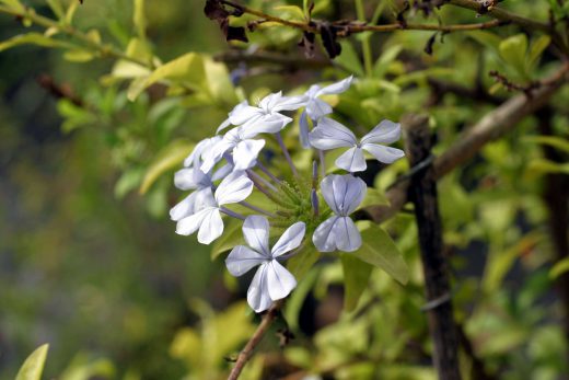 Hintergrundbild Blaue Blüten in Nahaufnahme