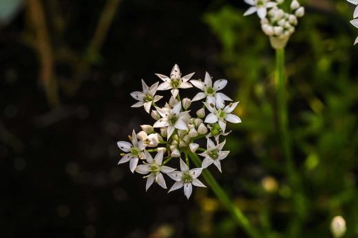 Hintergrundbild Schnittknoblauch in voller Blüte