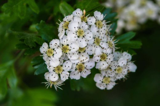 Hintergrundbild Blüte einer Prachtspiere
