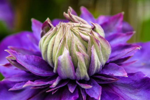 Hintergrundbild Blüte einer violetten Clematis