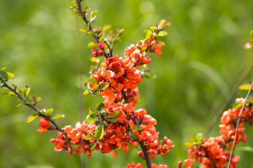 Hintergrundbild Blüten Japansiche Zierquitte