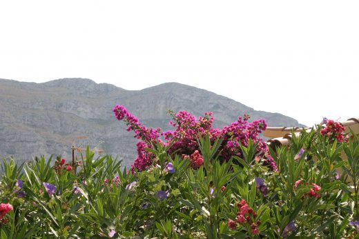 Hintergrundbild Blüten am Montgo