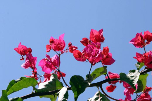Hintergrundbild Bougainvillea