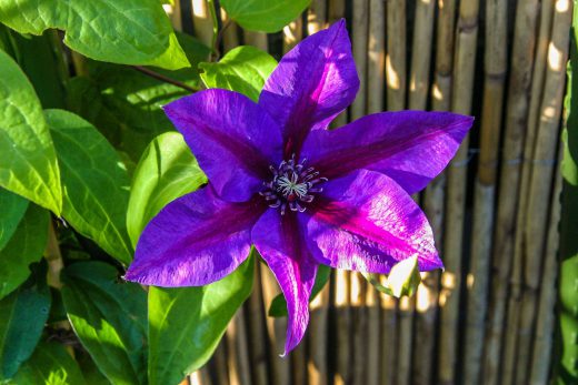 Hintergrundbild Clematis in der Morgensonne