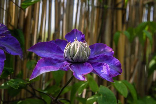 Hintergrundbild Clematis in voller Blüte