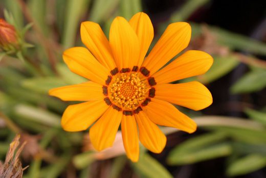 Hintergrundbild Nahaufnahme Gelbe Blume