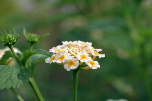 Hintergrundbild Gelbe Blüte von ganz nah