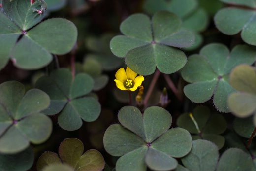 Hintergrundbild Gelbe Kleeblüte