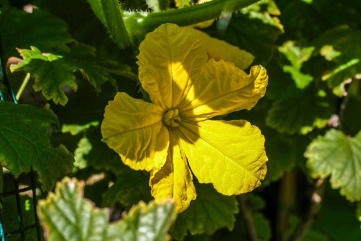 Hintergrundbild Gelbe Kürbisblüte