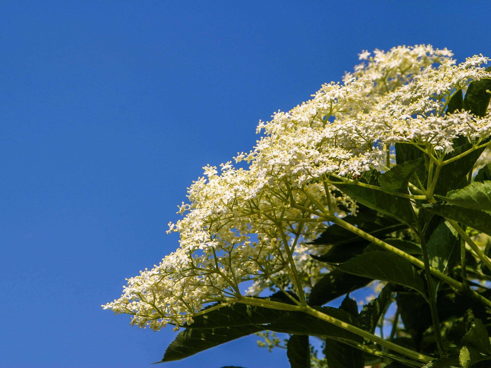 Holunderblüte Nahaufnahme – Hintergrundbilder.de