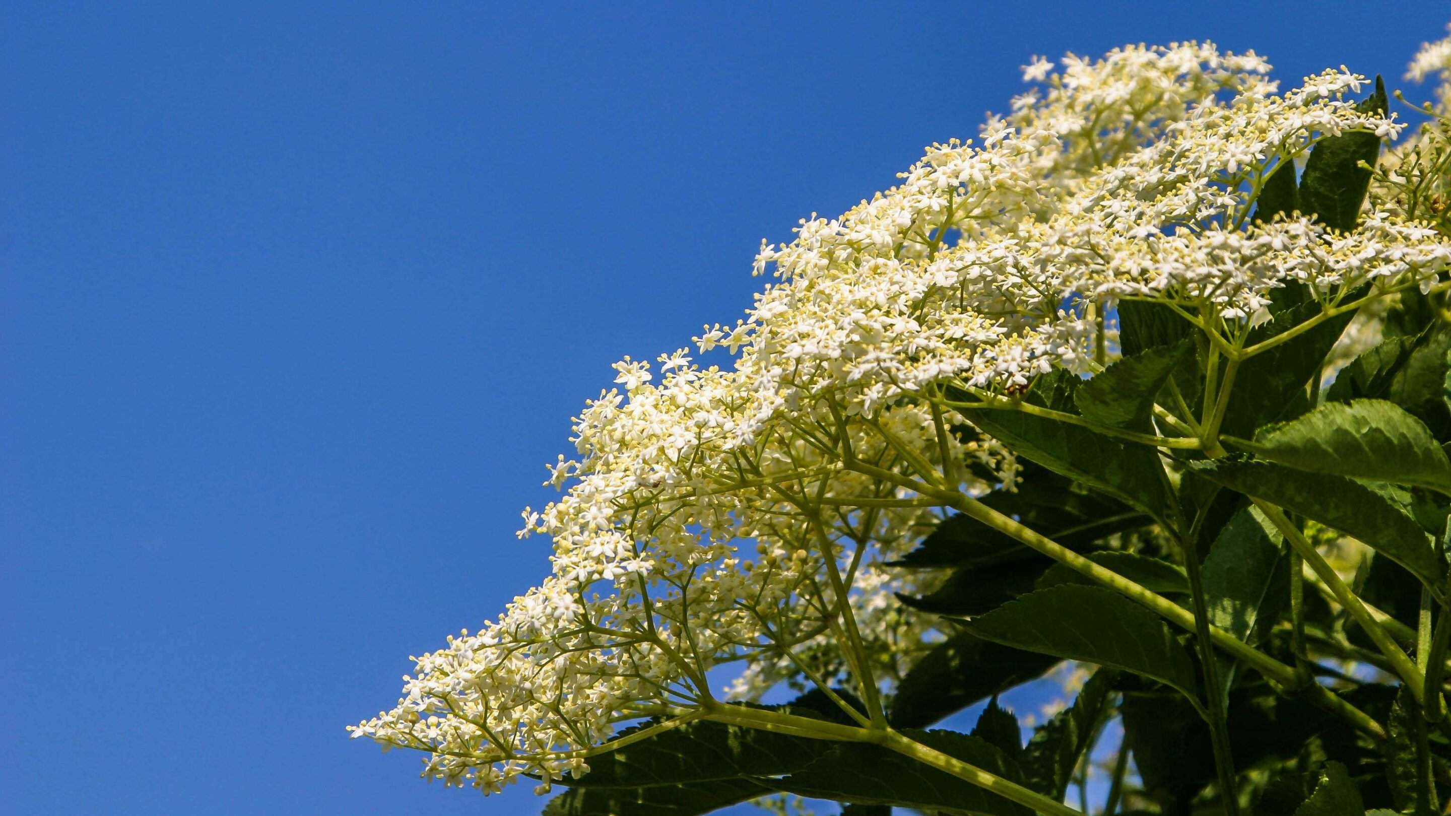Holunderblüte Nahaufnahme – Hintergrundbilder.de