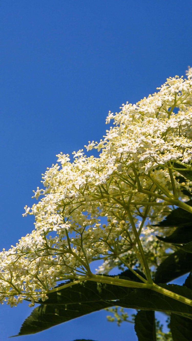 Hintergrundbilder | Holunderblüte Nahaufnahme