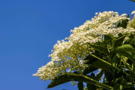 Hintergrundbild Holunderblüte Nahaufnahme