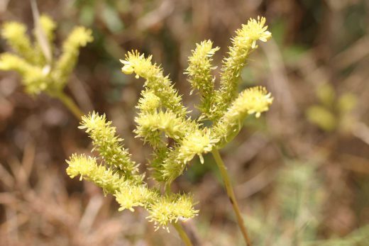 Hintergrundbild Kleine gelbe Blume