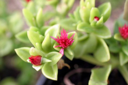 Hintergrundbild Kleine rote Sukkulente