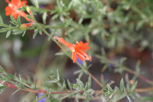 Hintergrundbild Kleine rotorange Blume