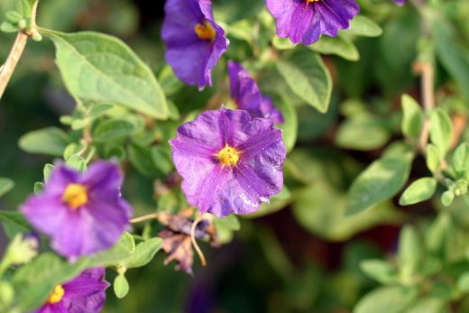 Hintergrundbild Kleine violette Blumen