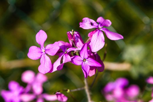 Hintergrundbild Kleine violette Blüten