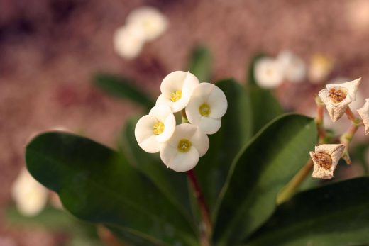 Hintergrundbild Kleine weiße Blume in Nahaufnahme