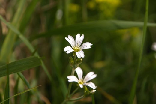 Hintergrundbild Kleine weiße Blüten