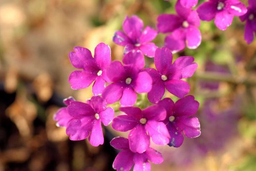 Hintergrundbild Lila Blumen