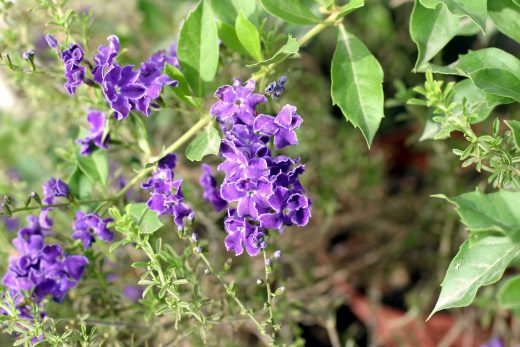 Hintergrundbild Violette Blumen am Wegrand
