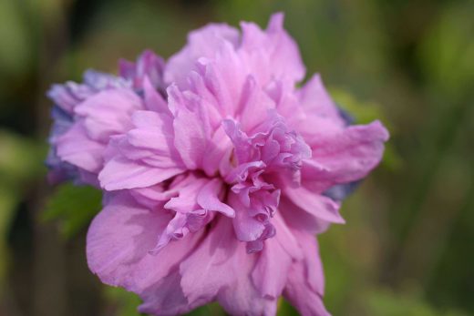 Hintergrundbild Lila Blüte in Nahaufnahme