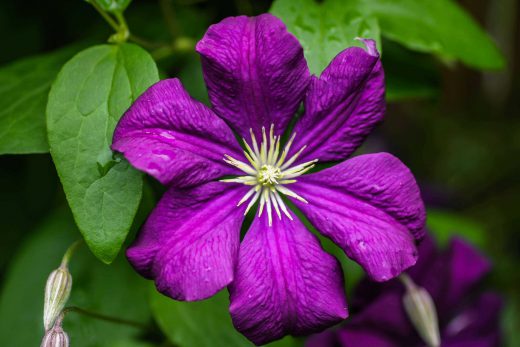 Hintergrundbild Lila Clematis Nahaufnahme