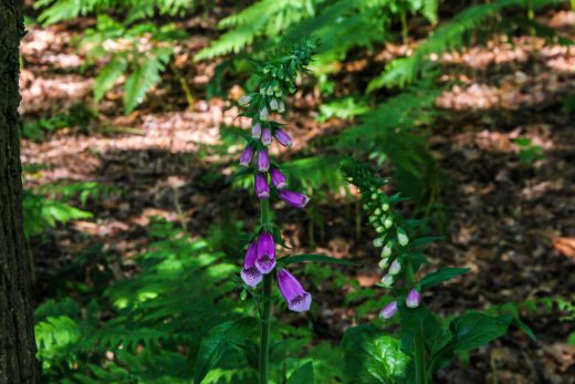 Hintergrundbild Roter Fingerhut am Waldrand