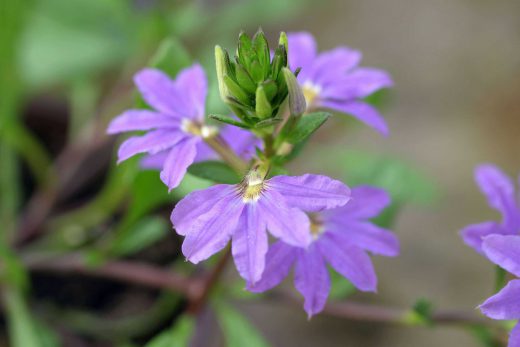 Hintergrundbild Lila Schönheit in Nahaufnahme