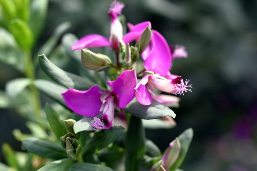 Hintergrundbild Lila Sukkulente von ganz nah