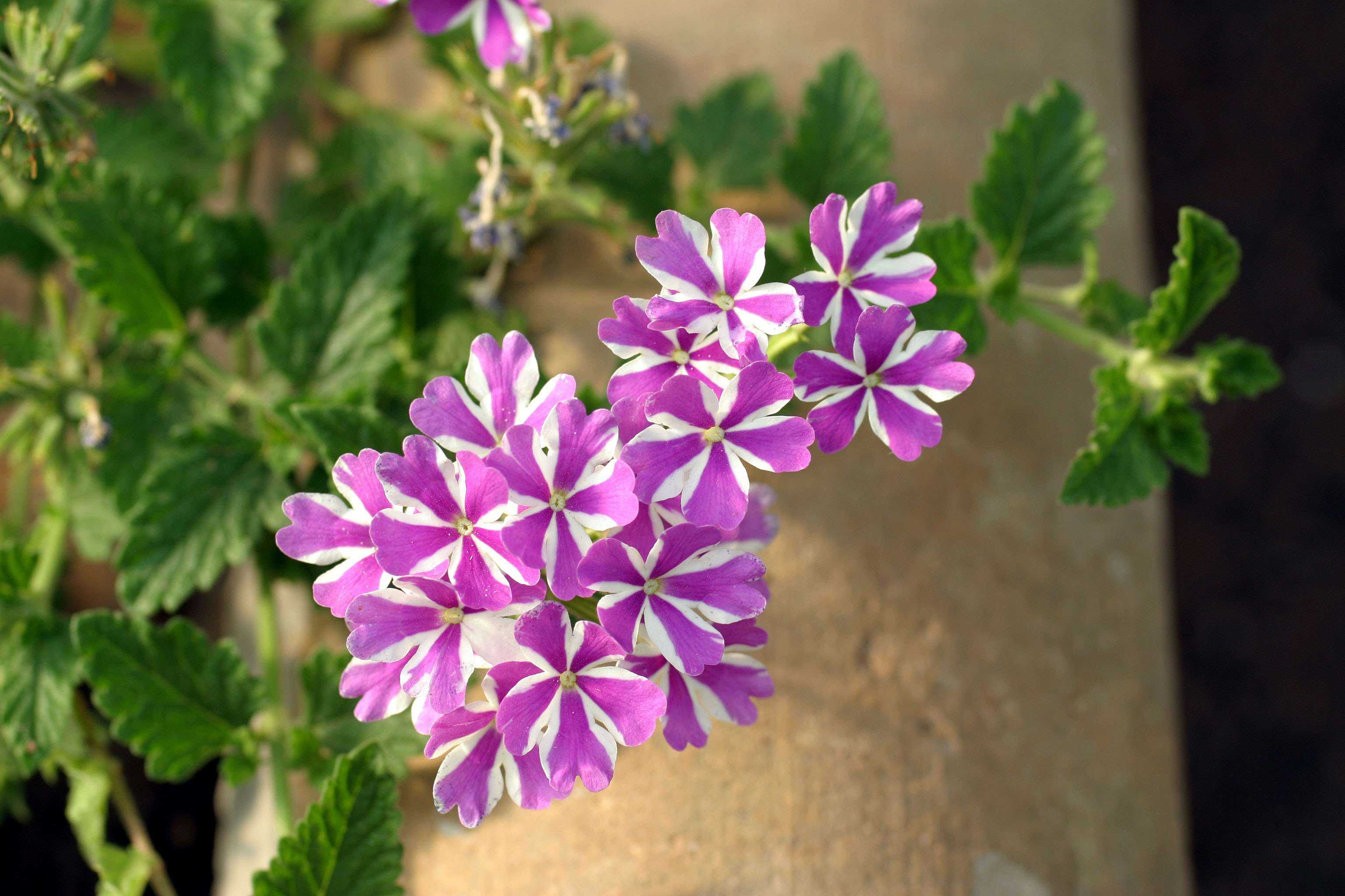 Hintergrundbilder | Blüten in Lila und Weiß