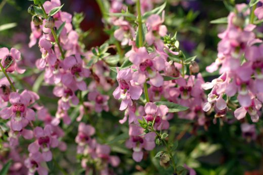 Hintergrundbild Löwenmäulchen