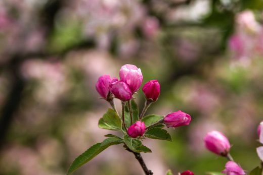 Hintergrundbild Nahaufnahme Apfelblüte
