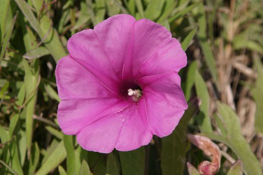 Hintergrundbild Nahaufnahme Prunkwinde