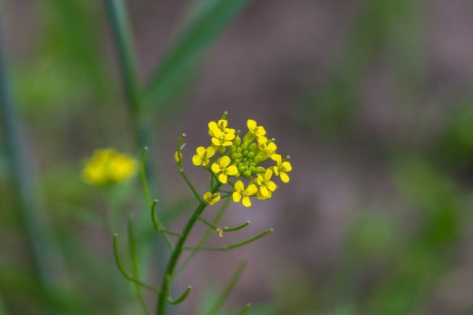 Hintergrundbild Nahaufnahme Rapsblüte