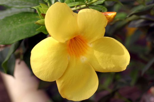 Hintergrundbild Nahaufnahme gelbe Blüte