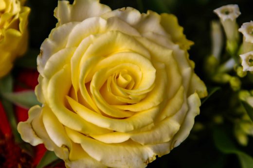 Hintergrundbild Nahaufnahme gelbe Rose