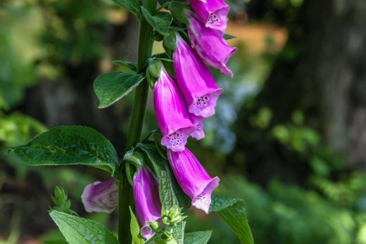 Hintergrundbild Nahaufnahme roter Fingerhut
