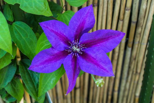 Hintergrundbild Nahaufnahme violette Clematis