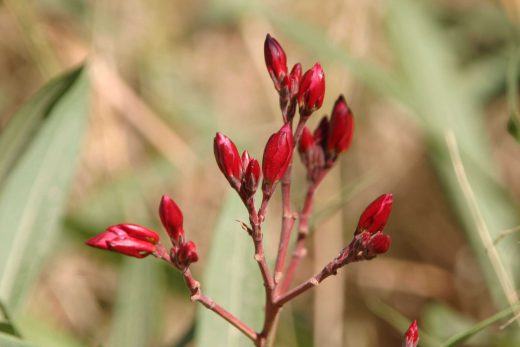 Hintergrundbild Nahaufnahme Oleander Knospen