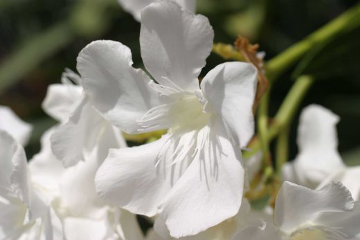 Hintergrundbild Weißer Oleander im Sonnenlicht