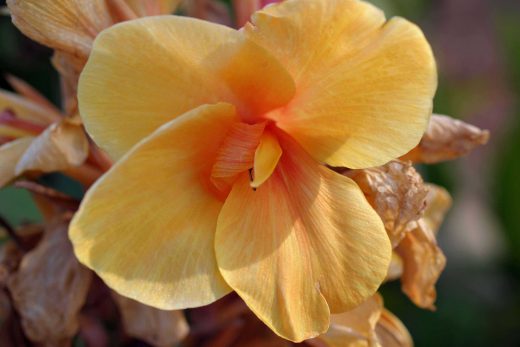 Hintergrundbild Orange Blume in Nahaufnahme