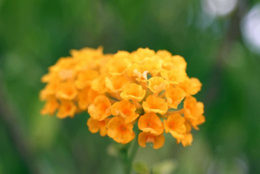 Hintergrundbild Orange Blumen