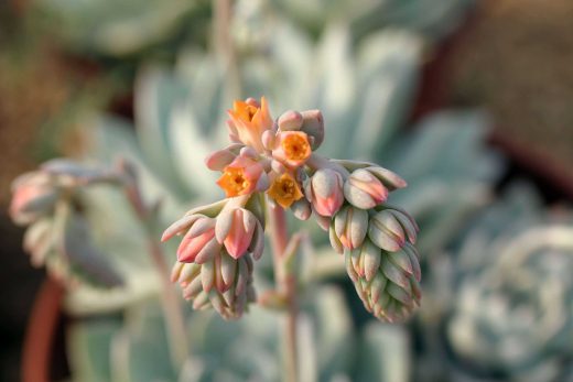 Hintergrundbild Orange Sukkulente in Nahaufnahme