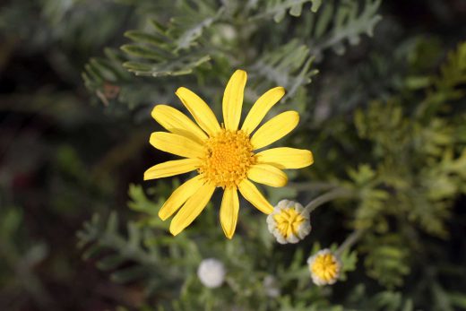 Hintergrundbild Perfekte gelbe Blume