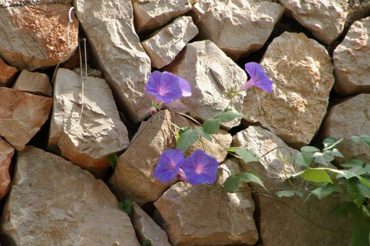 Hintergrundbild Prunkwinde an einer Mauer