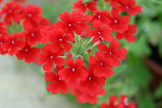 Hintergrundbild Pure red Blossom